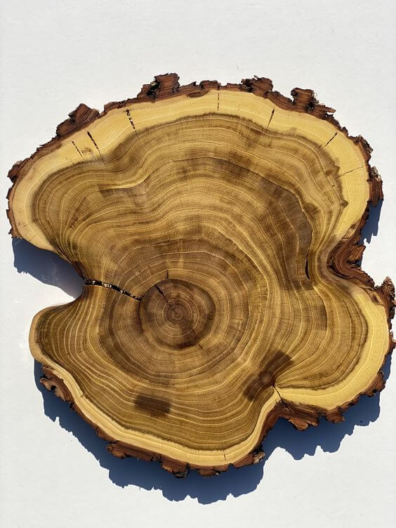 A tree ring on a piece of Acacia wood