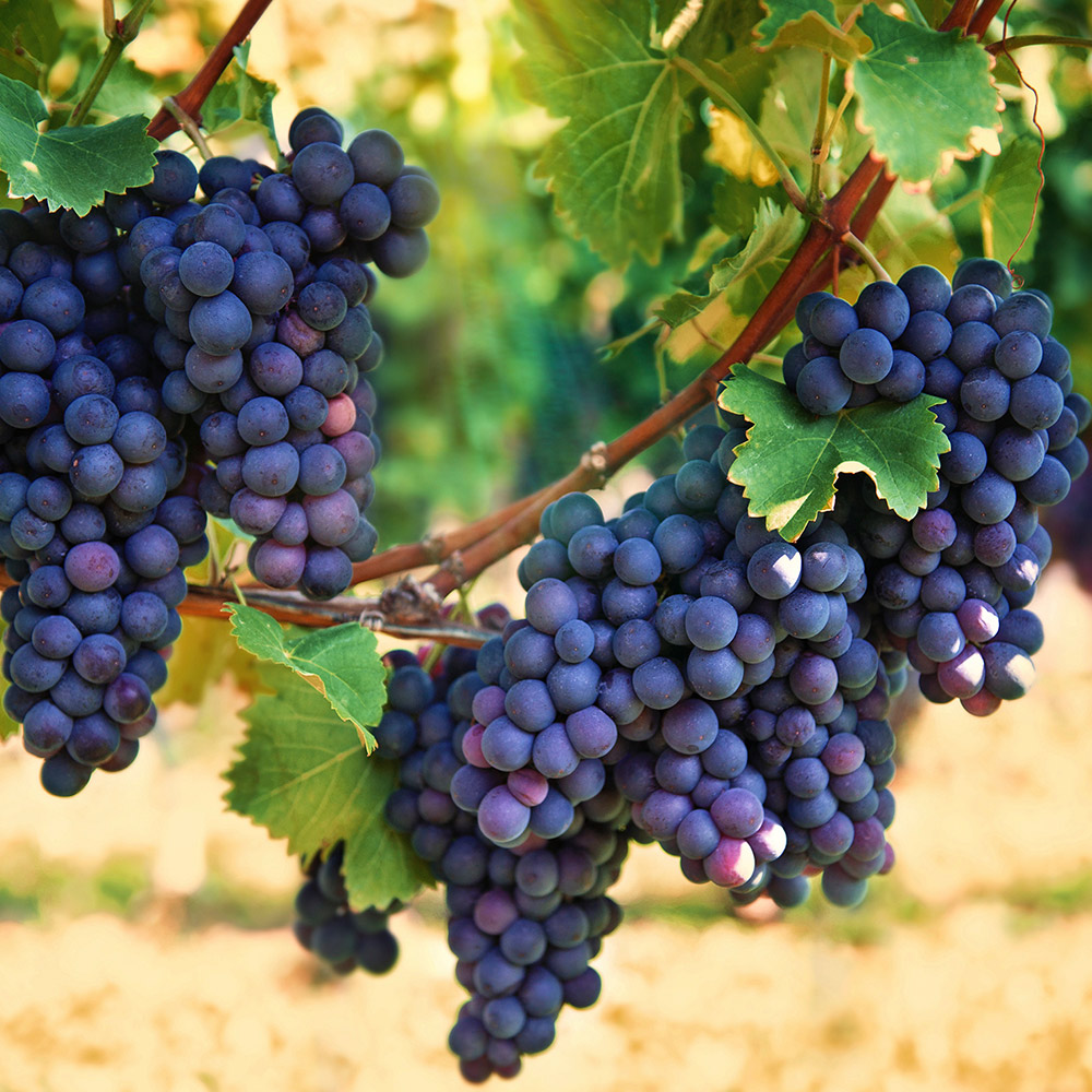 planting grape seeds in rich soil