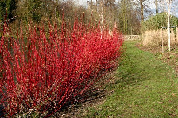 Red Twig Dogwood