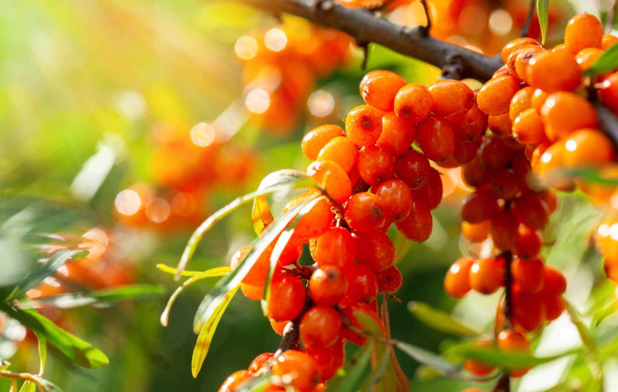 Sea Buckthorn Berry