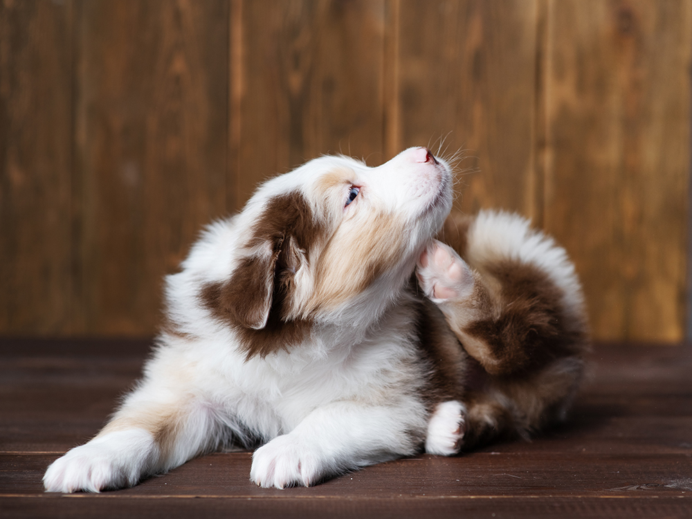 A puppy sitting on a wooden floor, displaying a skin rash and irritation