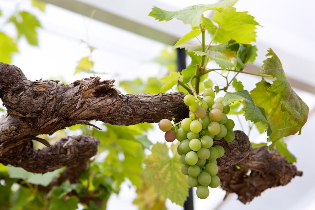 Grape vines growing on a trellis in a vineyard.