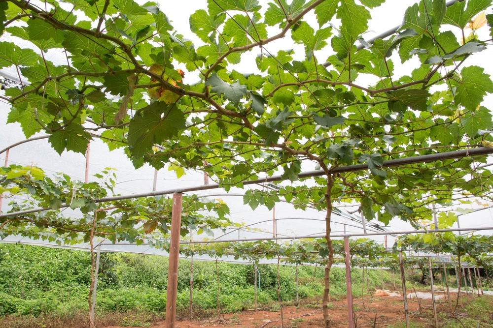 Grape vines flourishing in a greenhouse with supports for growing grapes.