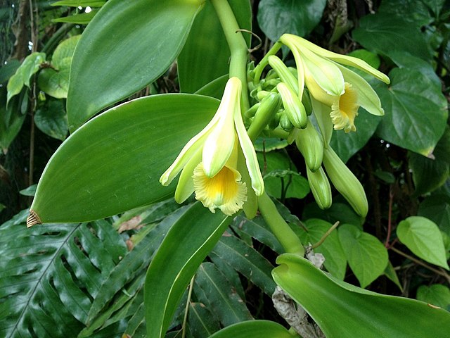 A green plant with yellow flowers in a jungle