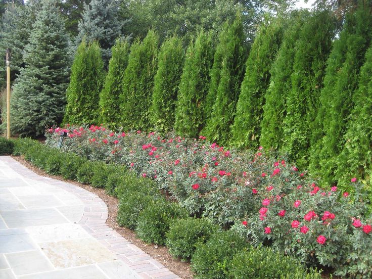 A row of green bushes with colorful flowers in a garden.