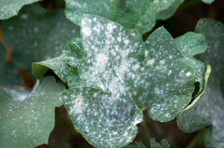 What is White Fungus?