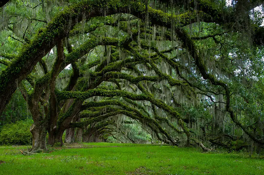 A Glimpse into America's Photogenic Trees