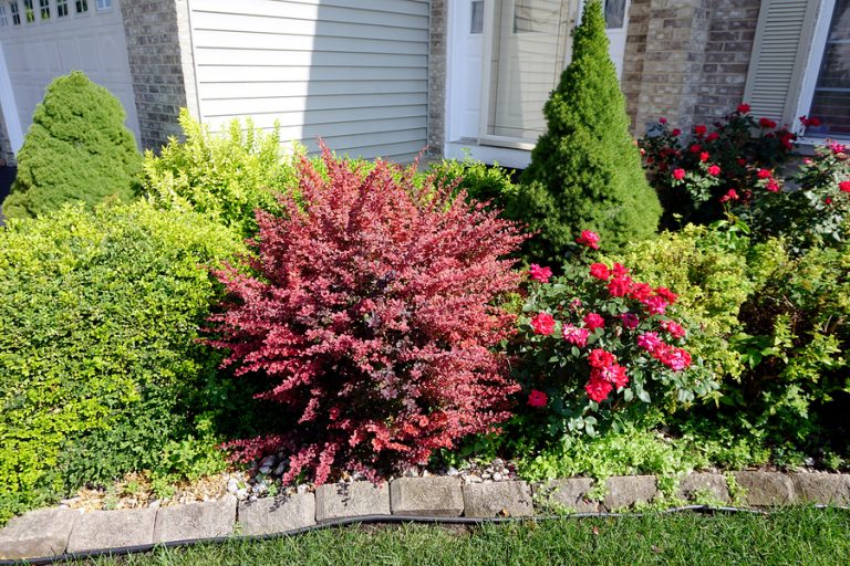 Barberry (Barberis Spp.)