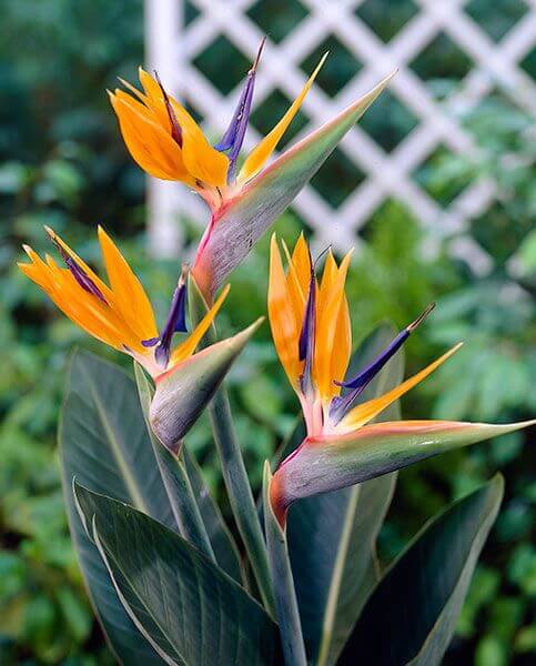 Bird of Paradise