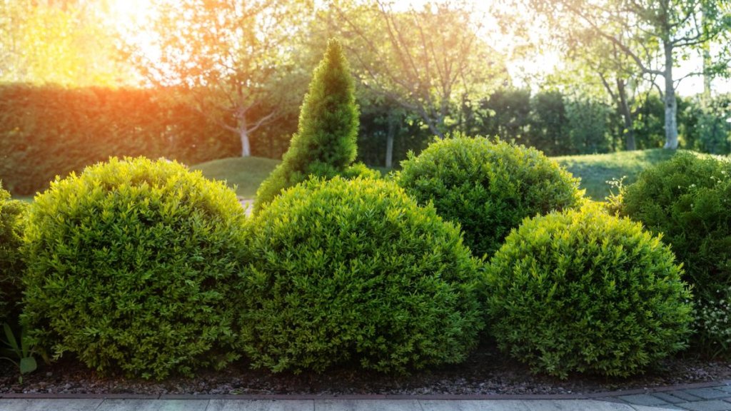 Boxwood (Buxus Spp.)