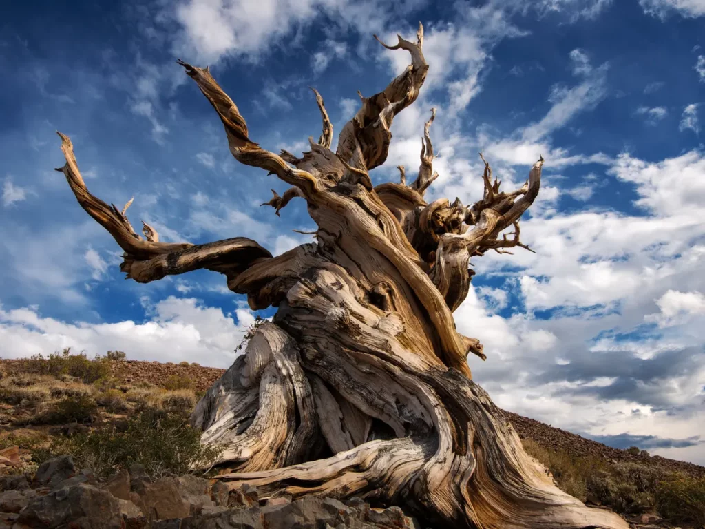 Bristlecone Beauty- Methuselah Tree .jpg