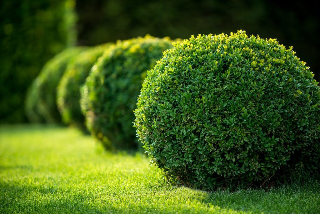 gardener hand trimming hedge