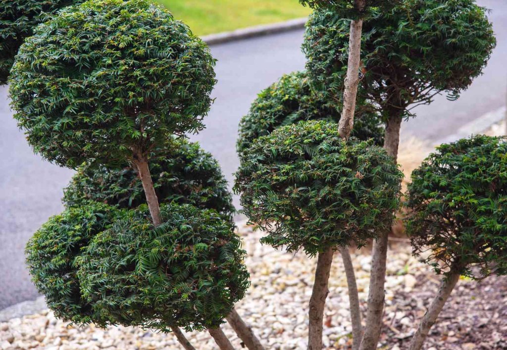 Crafting Topiaries