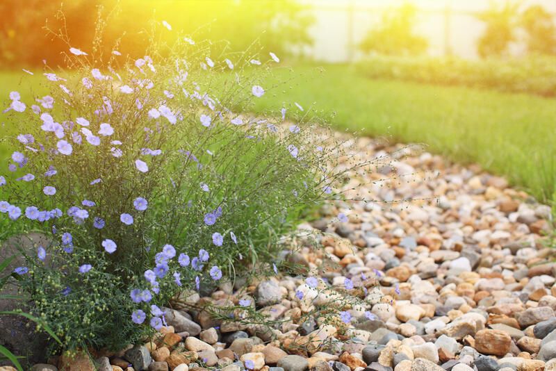 Crushed Flowers and Grass Creek River Bed