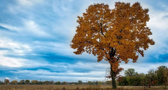 Folklore About Hickory