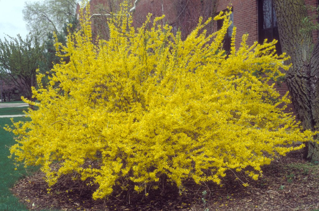 Forsythia (Forsythia spp.)