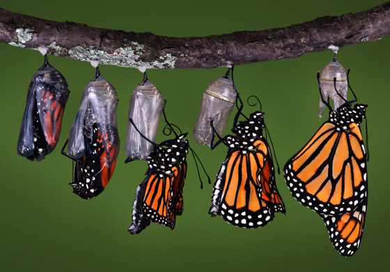 How Does a Caterpillar Change Into a Butterfly