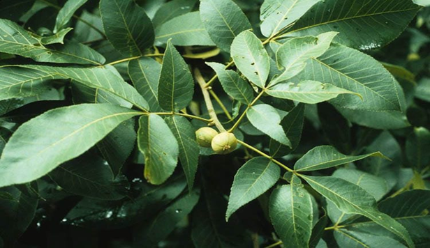 Interesting Facts About Hickory