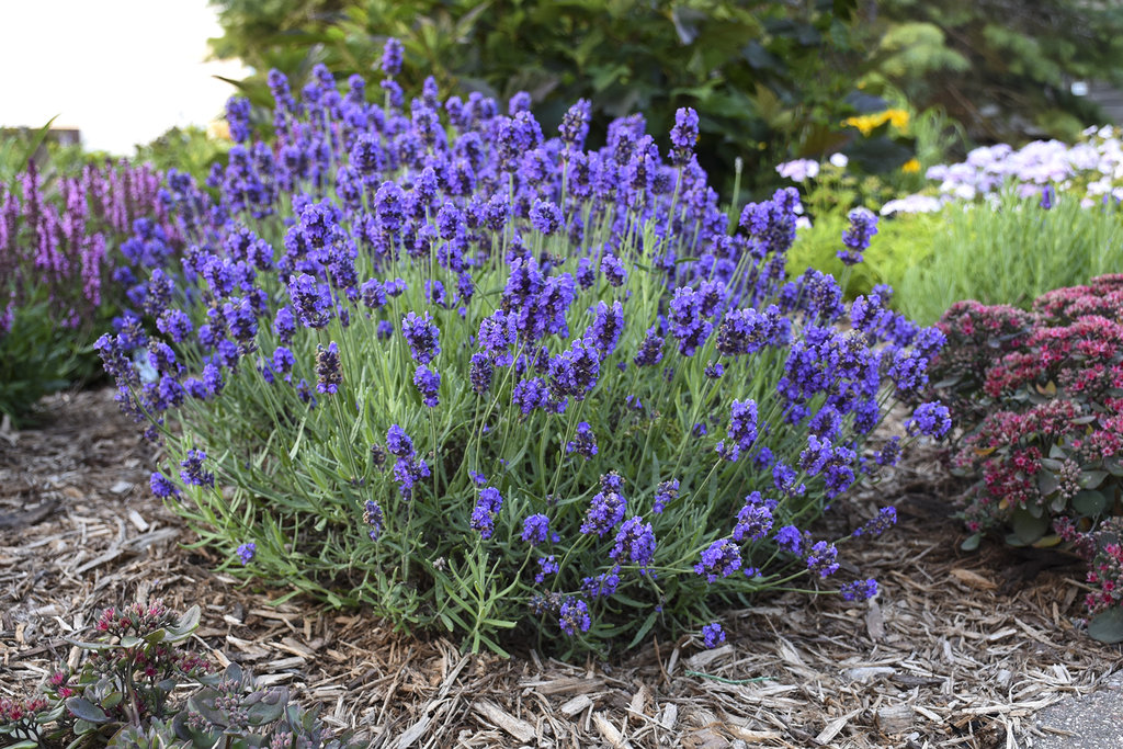 Lavender (Lavandula Angustifolia)