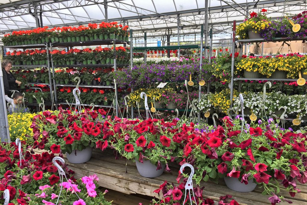 Plant Selection and Placement
