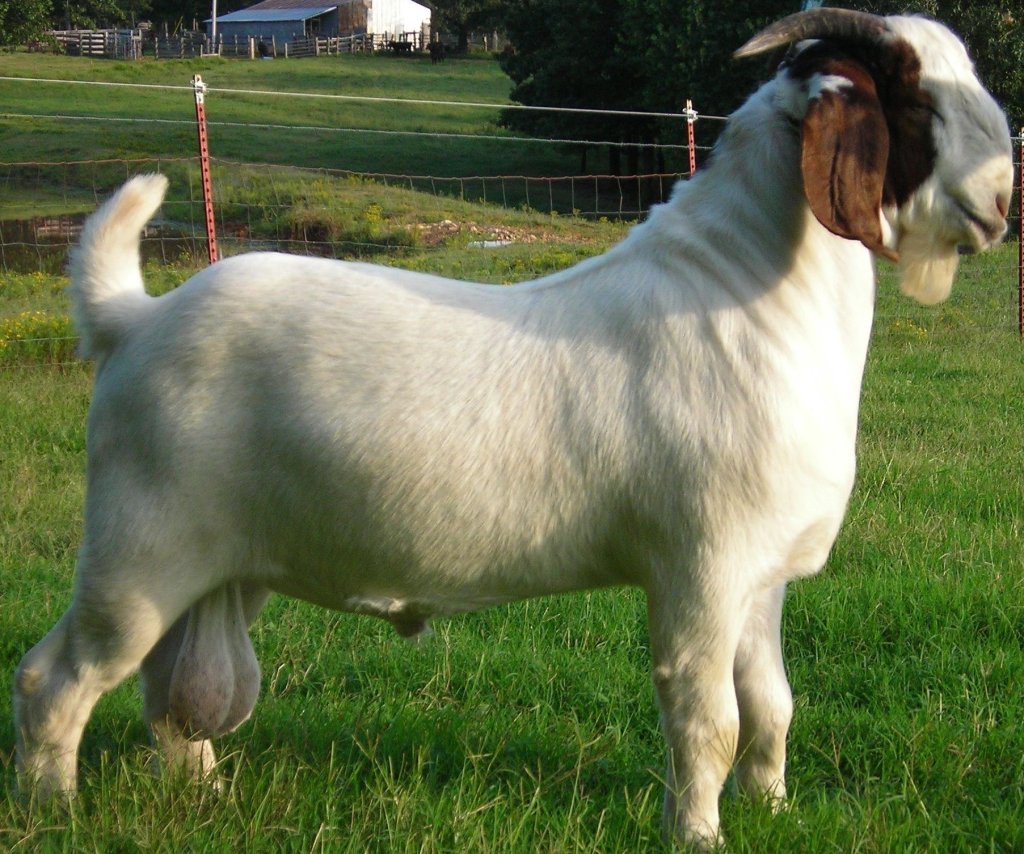 Male Goats