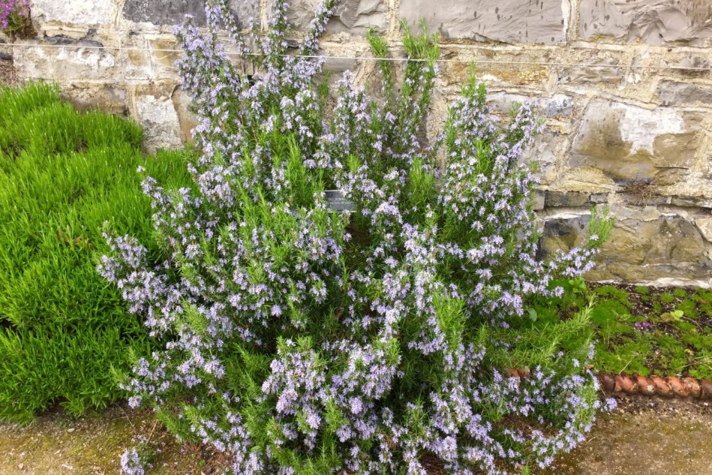 The,Blooming,Single,Rosemary,Bush,,Rosmarinus,Officinalis.