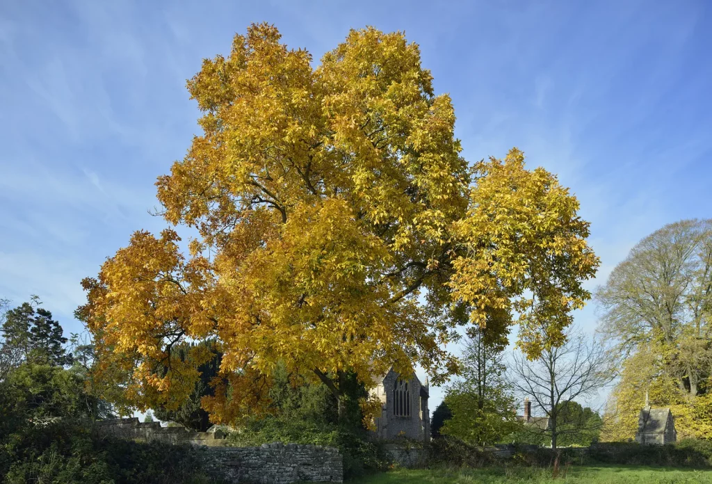 Scientific Name and Other Details About Hickory Tree