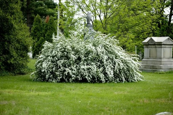 Spirea (Spiraea)