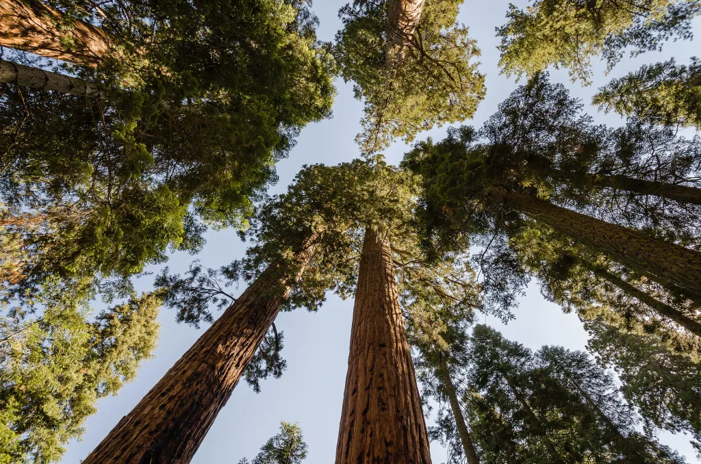 The Charismatic Giant- General Sherman Tree .jpg