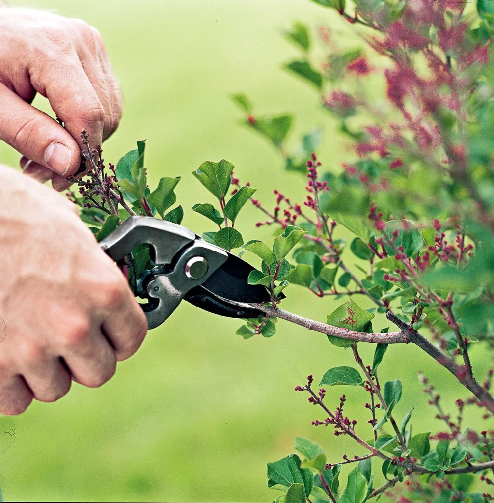 Trimming unwanted bush stems