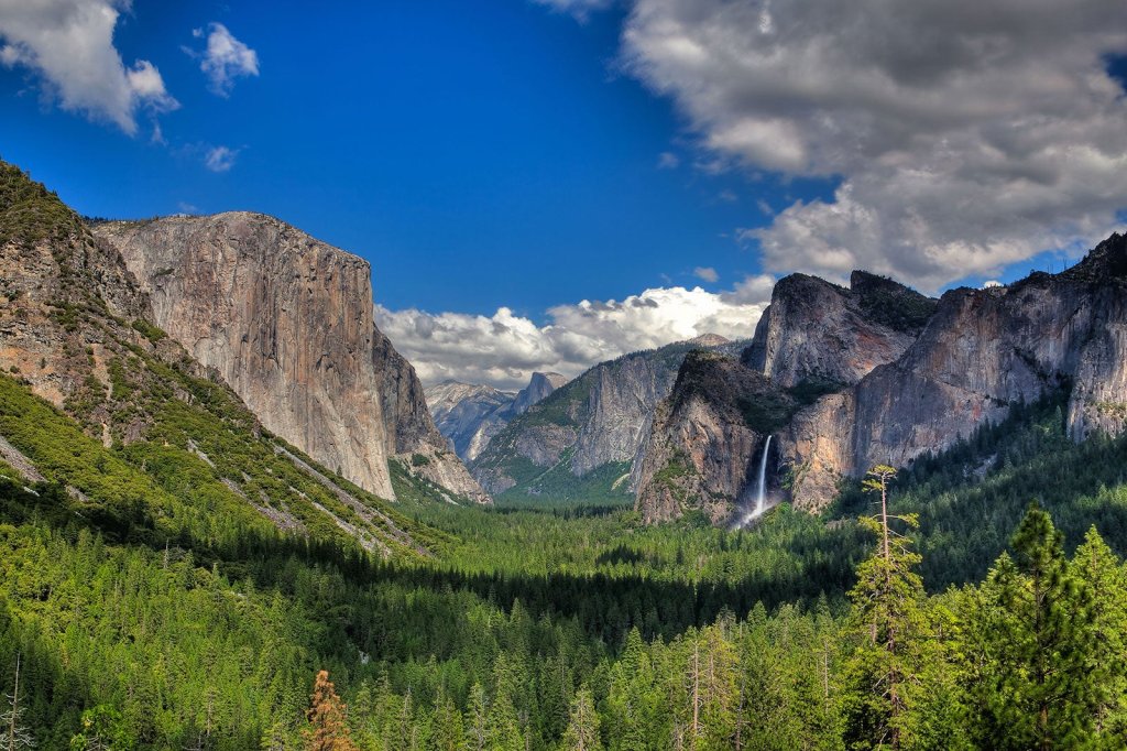 Yosemite's Star- Tunnel View Tree