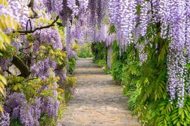 a footpath covered with planted trees on the side