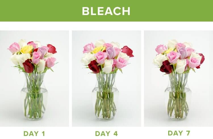 bleach test on flowers