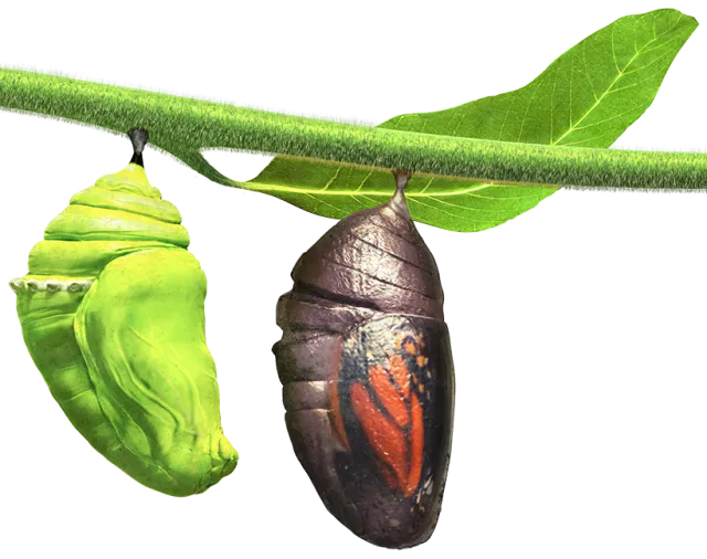 cocoon
