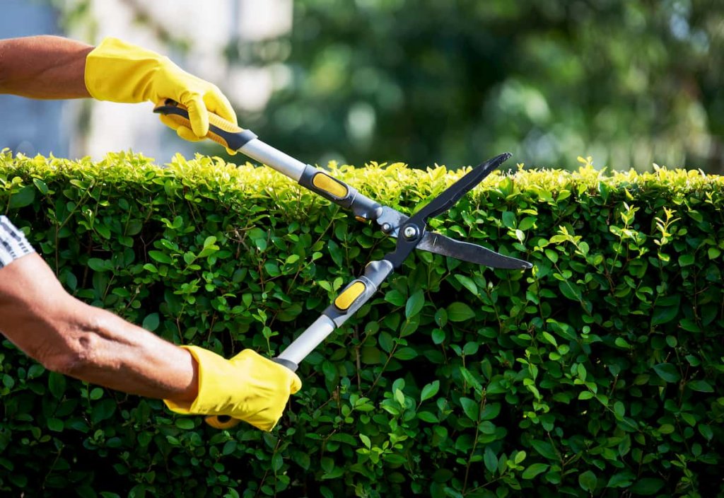 gardener hand trimming hedge