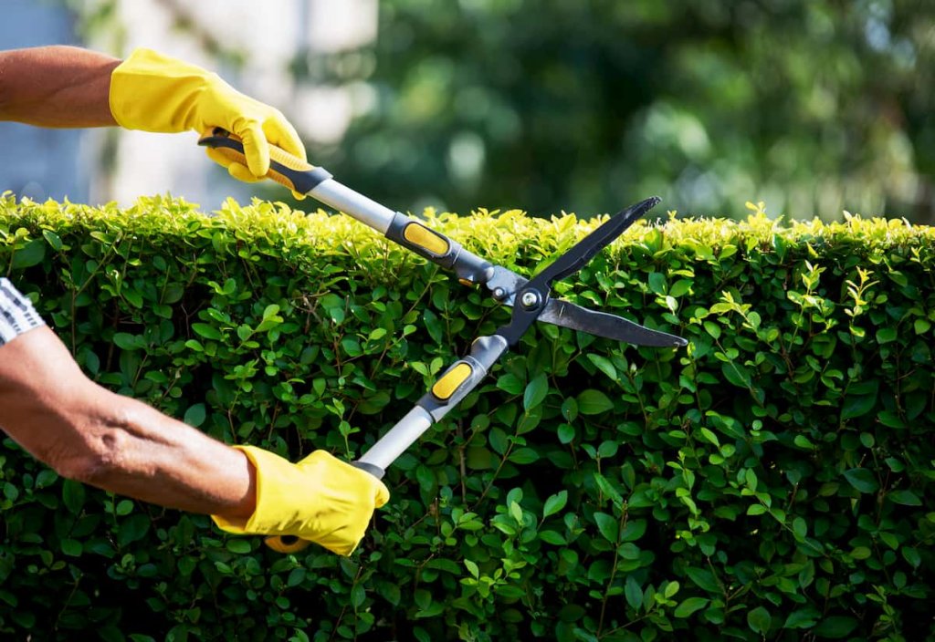 gardener hand trimming hedge