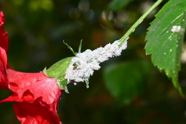 Pest Attacks
