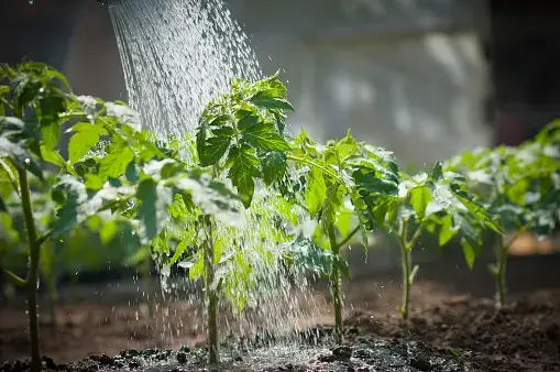 Inadequate Watering