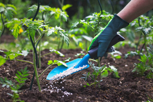 Insufficient Fertilizing