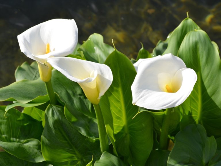 what does white flowers mean spiritually