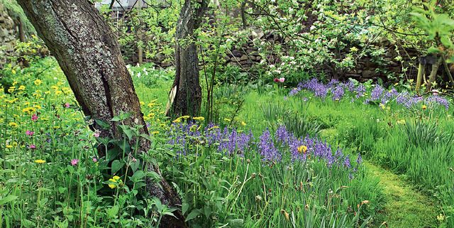 woodland garden ideas