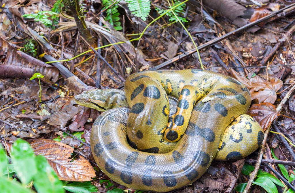 Anacondas
