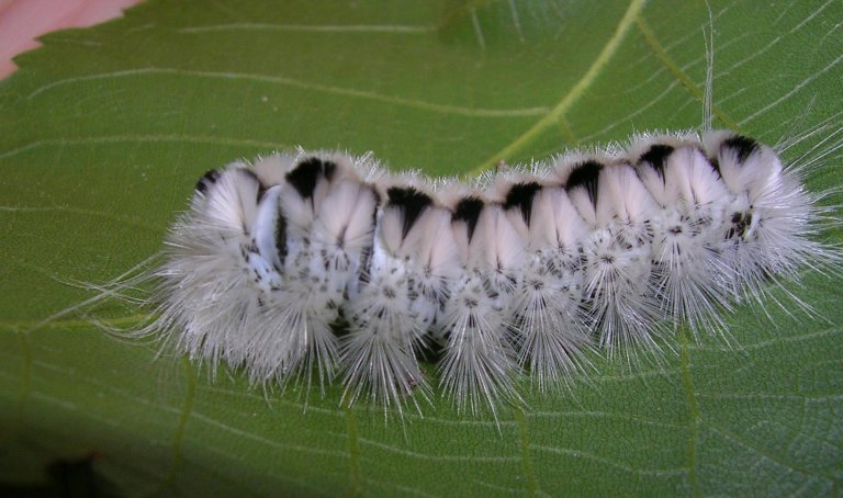 Are White Wooly Worms Poisonous