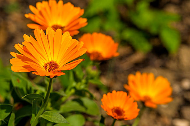 Calendula plant 