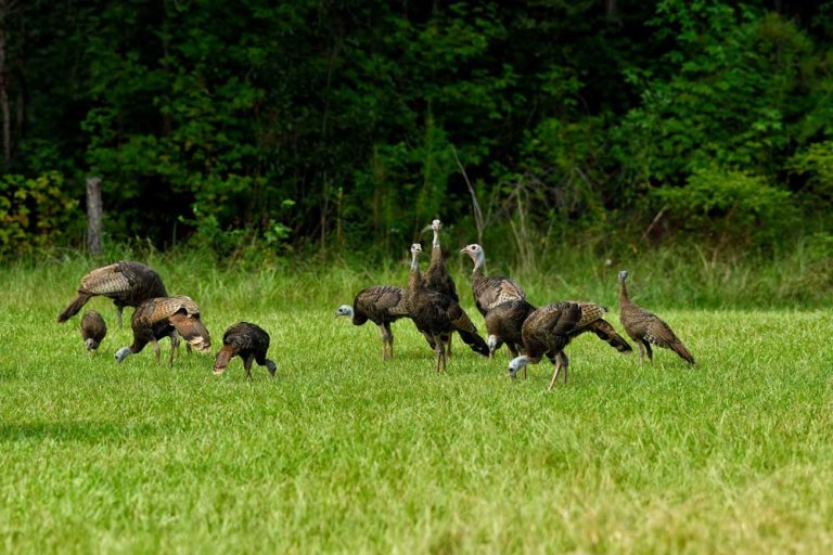 Can Jake Turkeys Breed a Hen?