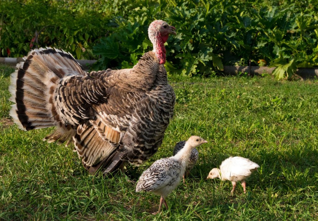 Challenges of Raising a Turkey Chick with a Chicken