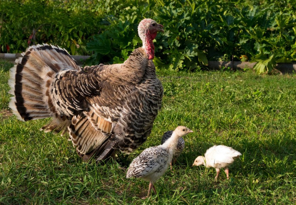 Challenges of Raising a Turkey Chick with a Chicken