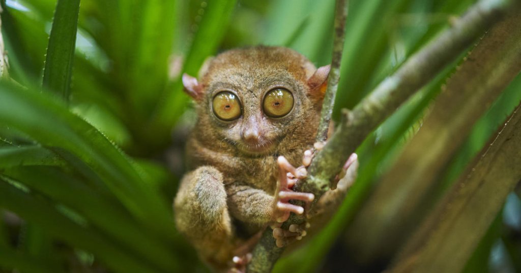 Factors Influencing Animal Size