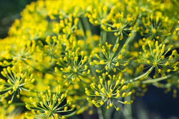 Flower of green dill fennel. Green background with flowers of dill.