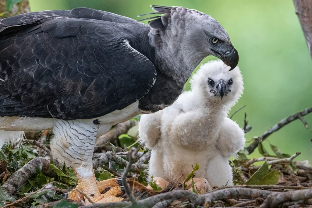 Harpy Eagles .jpg